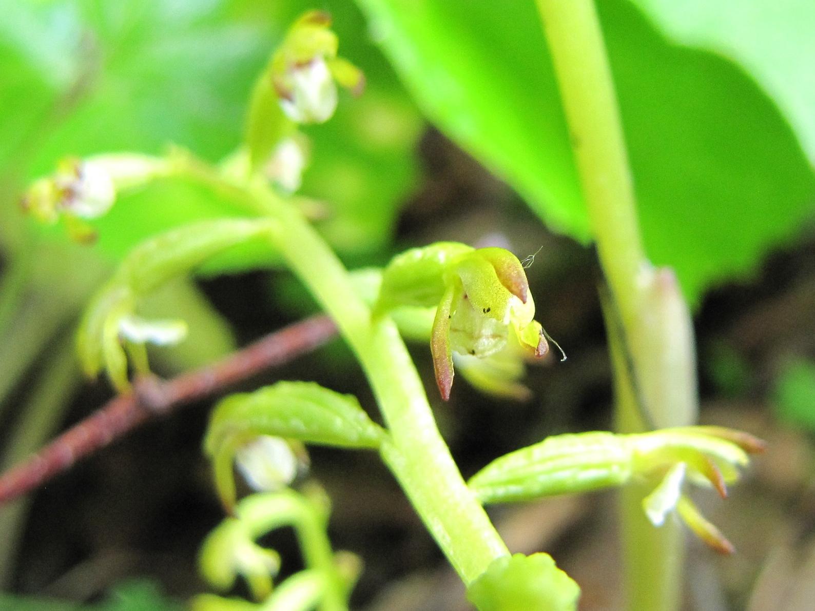 Corallorhiza trifida